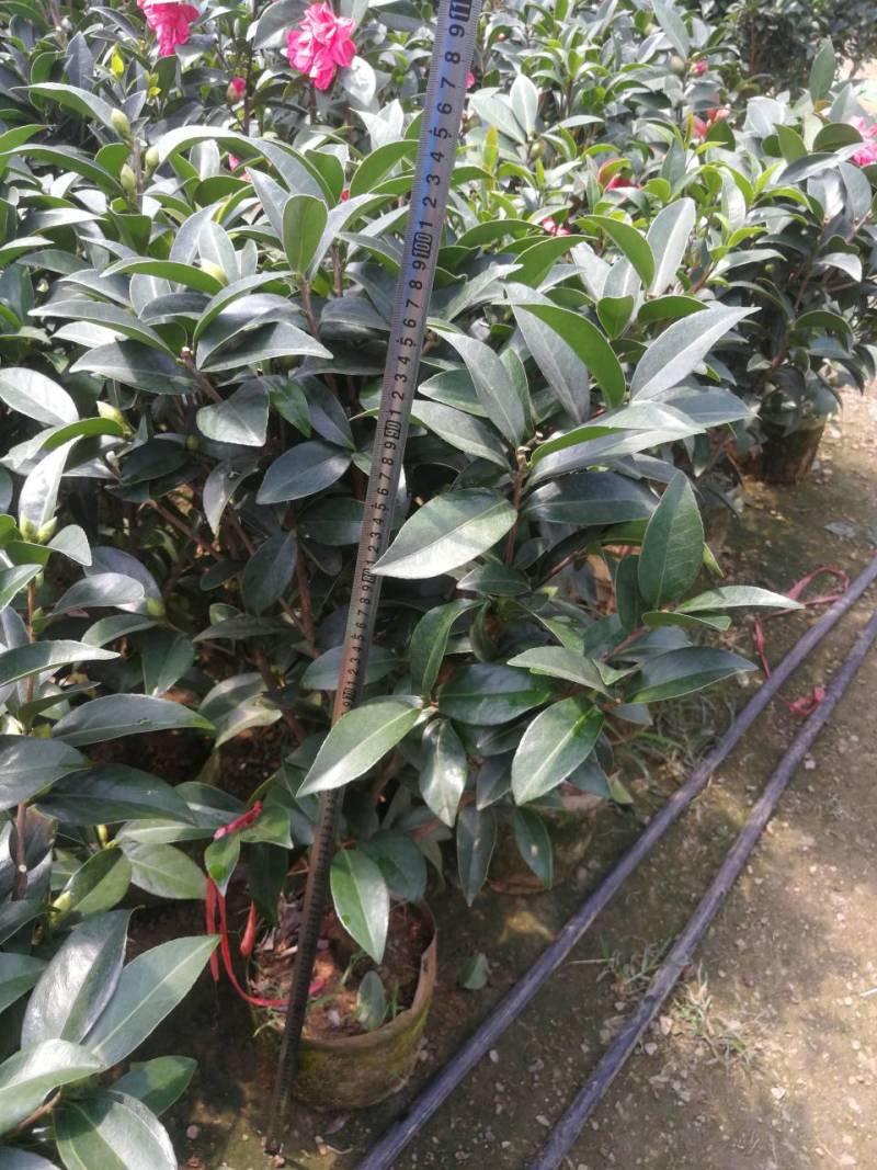 四季茶花四季山茶花茶七芯茶花盆栽四季茶花四季杜鹃茶花