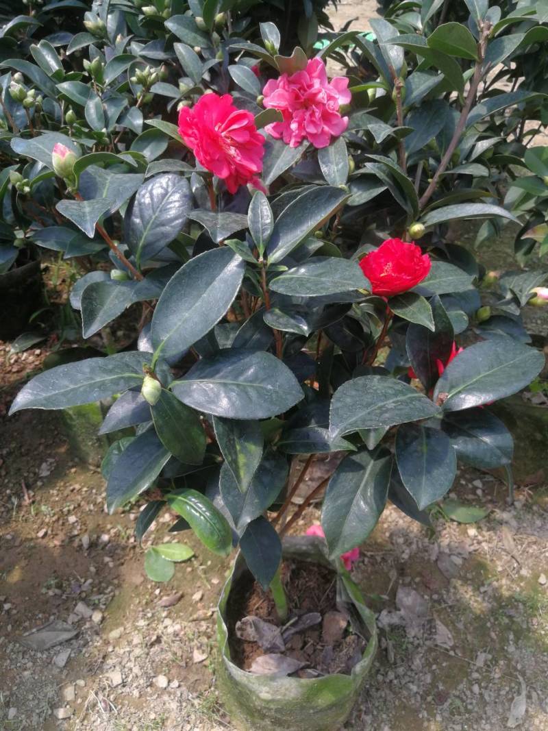 四季茶花四季山茶花茶七芯茶花盆栽四季茶花四季杜鹃茶花