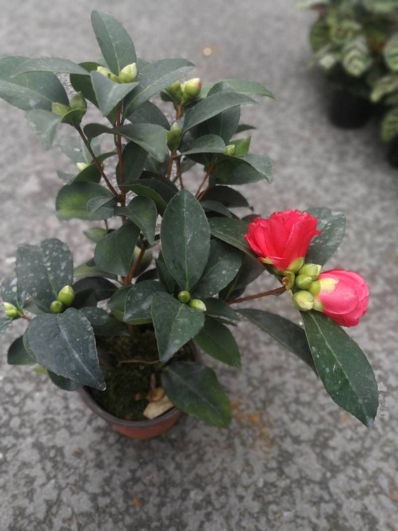 四季茶花四季山茶花茶七芯茶花盆栽四季茶花四季杜鹃茶花