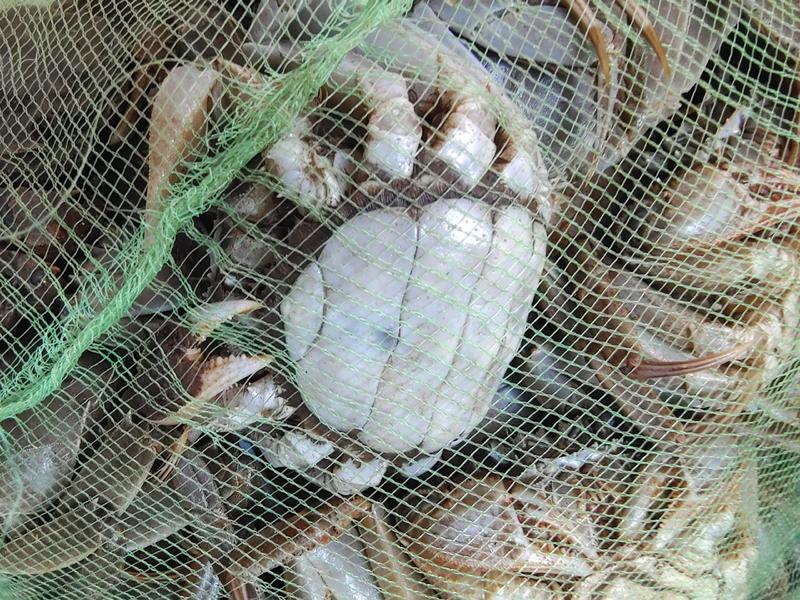 【河蟹】精品大闸蟹鲜活保障，多规格全国发货，产地直发。