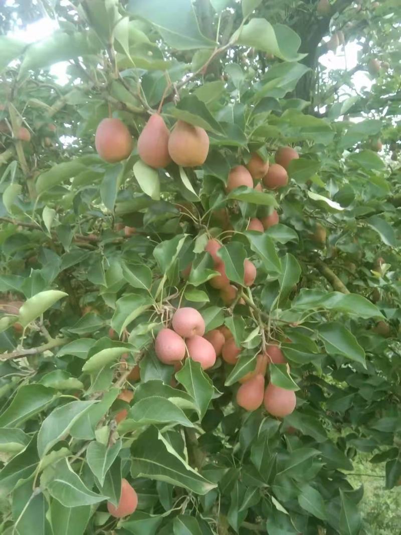 蜜梨涩梨葫芦梨。带购代办收购生梨。代加工，出售成品。