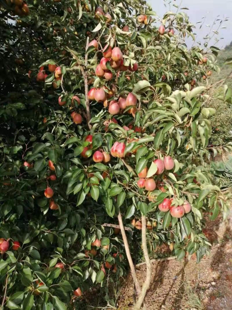 蜜梨涩梨葫芦梨。带购代办收购生梨。代加工，出售成品。