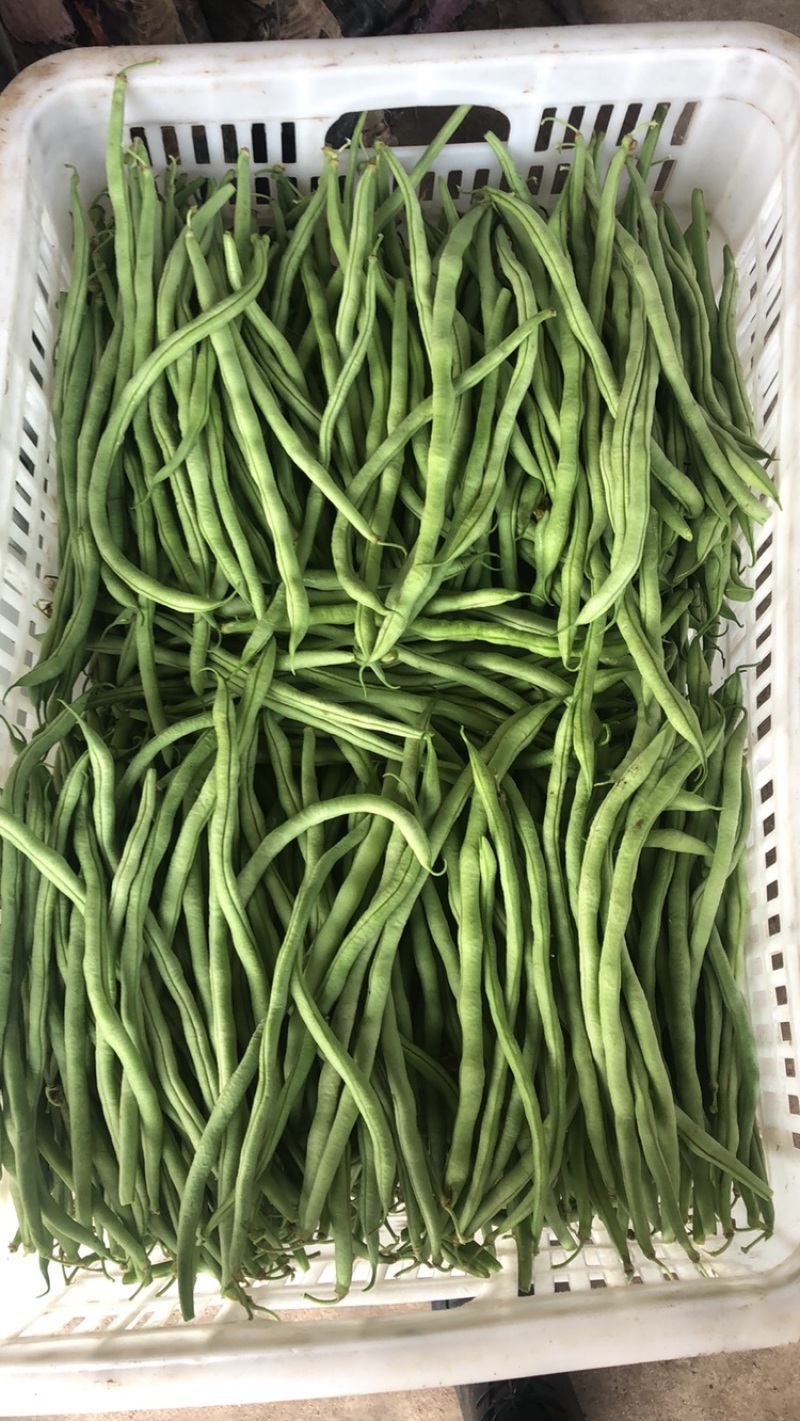 大扁，豆王