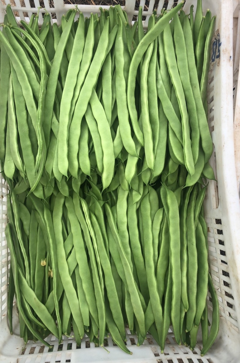 大扁，豆王