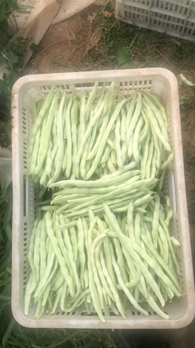 大扁，豆王