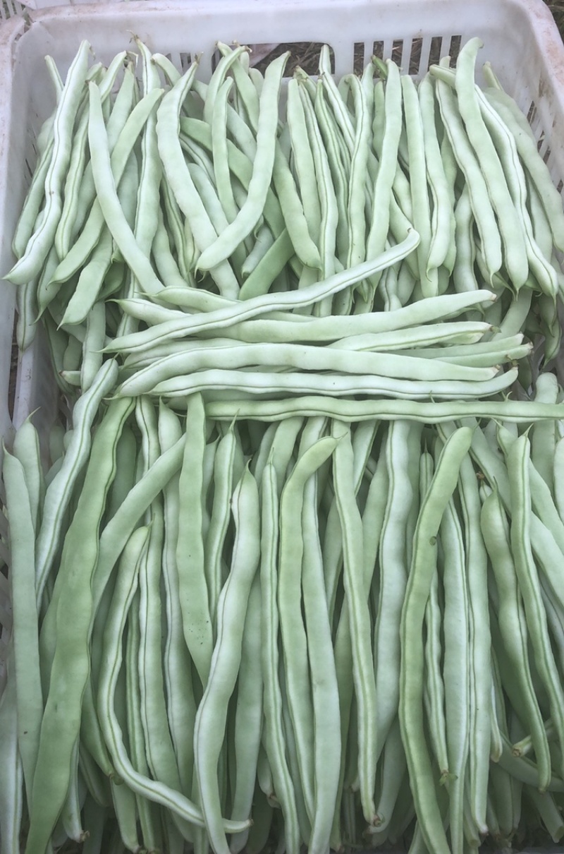 大扁，豆王