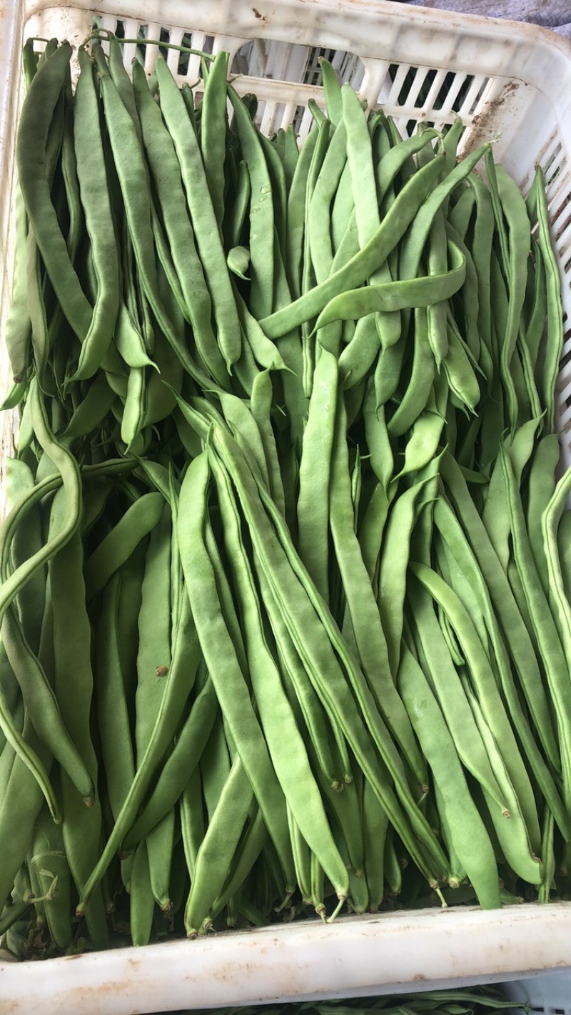 大扁，豆王
