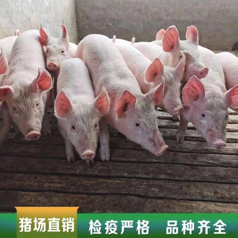 【山东三元仔猪】仔猪批发大型猪场品种齐全包活到家