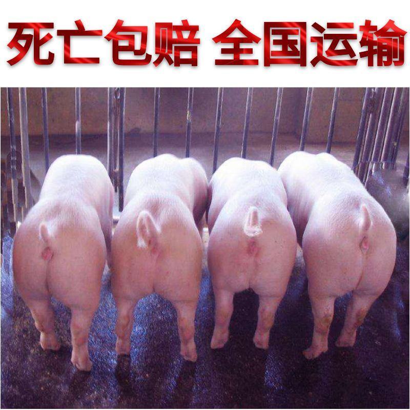 【山东三元仔猪】仔猪批发大型猪场品种齐全包活到家
