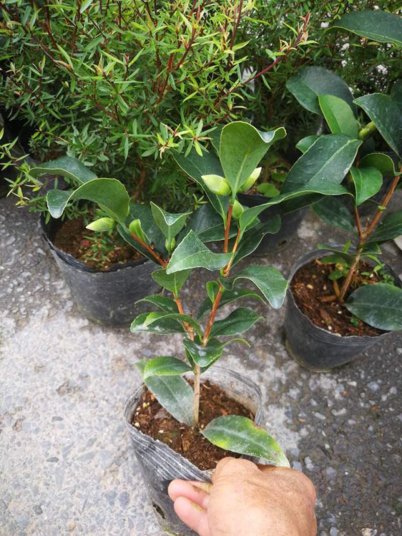 四季茶花四季山茶花茶七芯茶花盆栽四季茶花四季杜鹃茶花