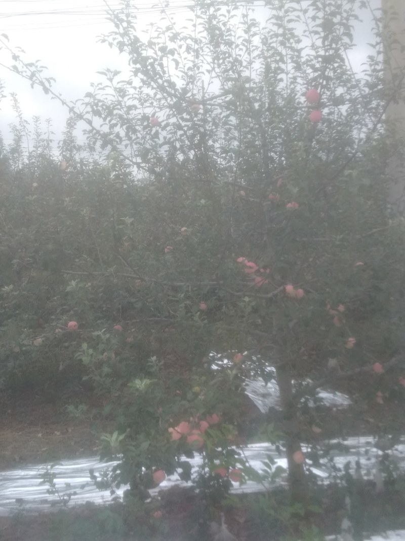 早熟苹果