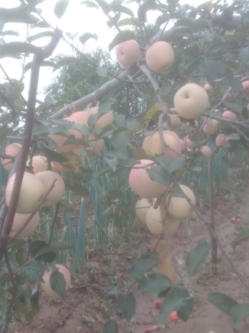 早熟苹果