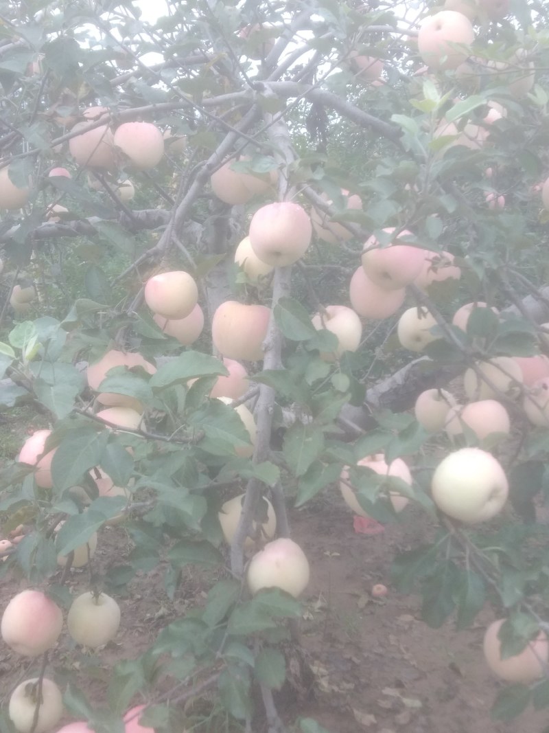 早熟苹果