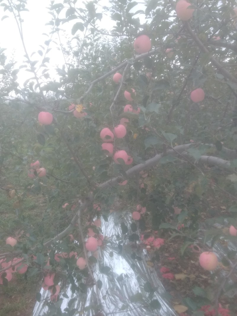 早熟苹果