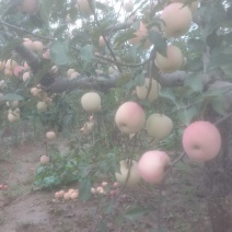 早熟苹果