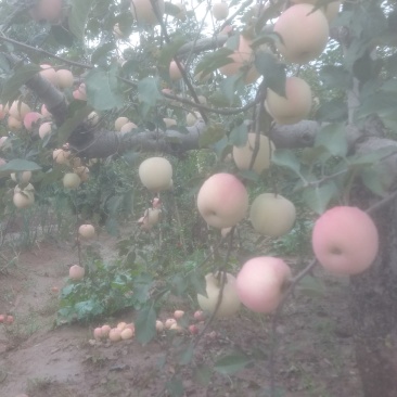 早熟苹果