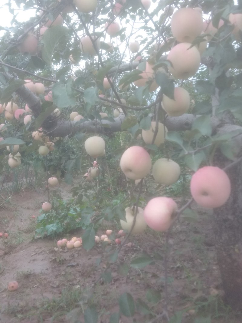早熟苹果
