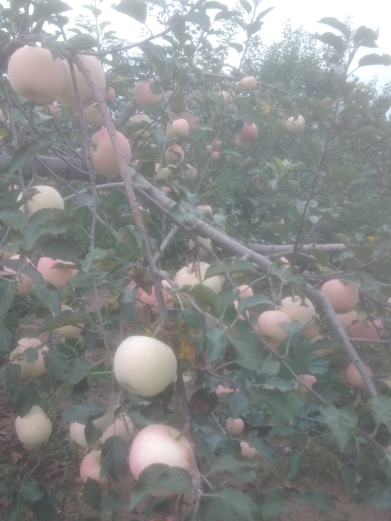 早熟苹果