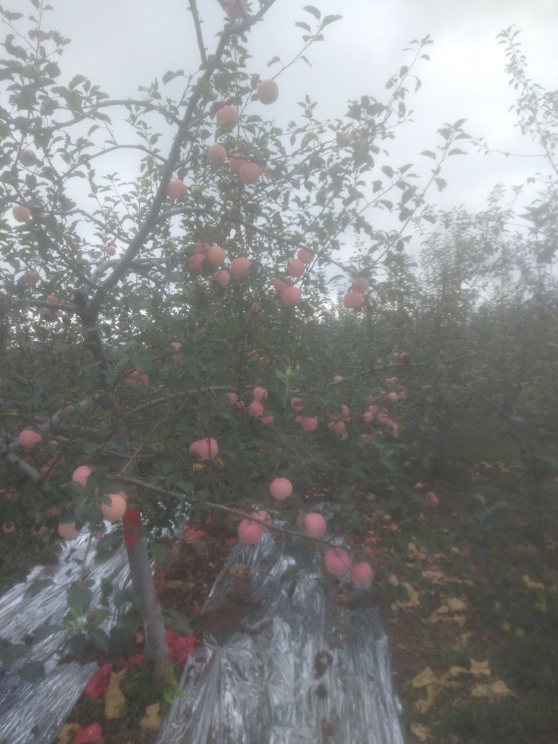 早熟苹果