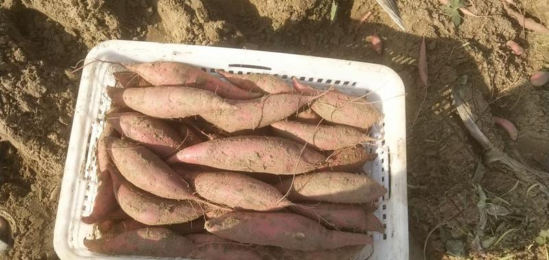 【荐】河北精品西瓜红红薯，大量供应，发往全国各大商超平台