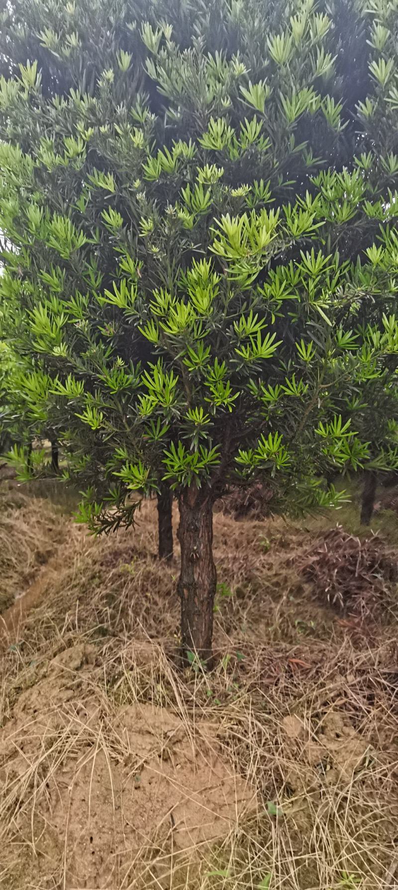 供应10公分罗汉松，江西罗汉松，苗圃直供，走量批发