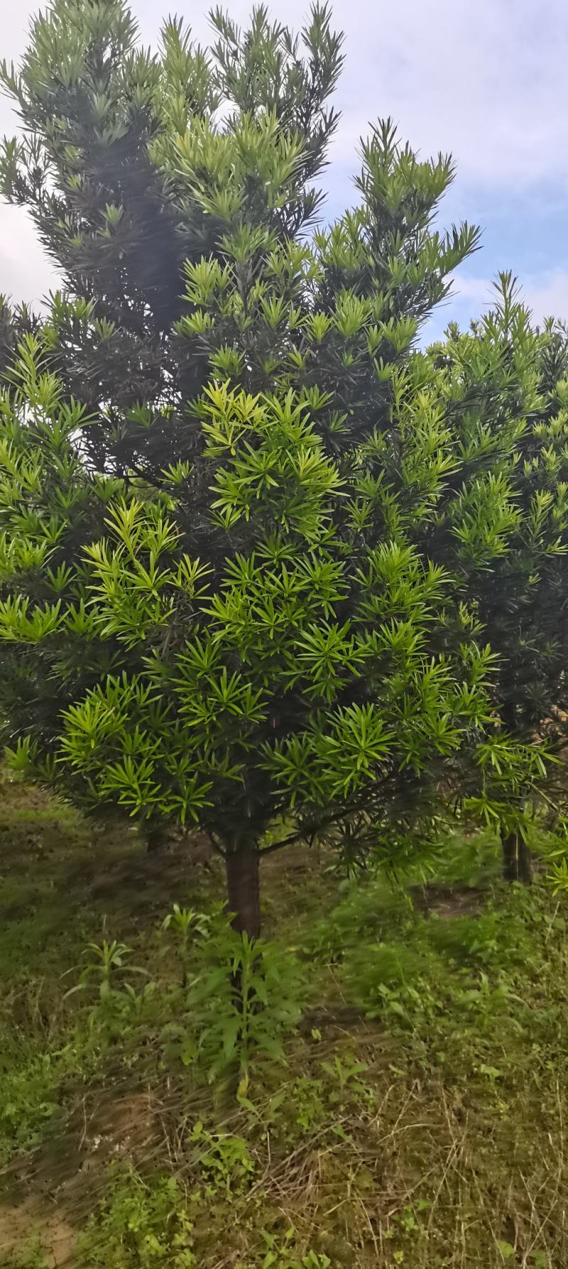 供应10公分罗汉松，江西罗汉松，苗圃直供，走量批发
