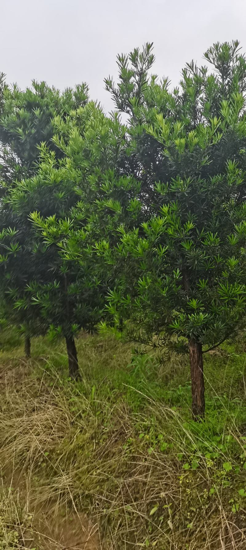 供应10公分罗汉松，江西罗汉松，苗圃直供，走量批发