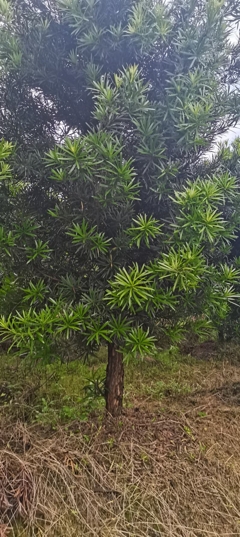 供应10公分罗汉松，江西罗汉松，苗圃直供，走量批发