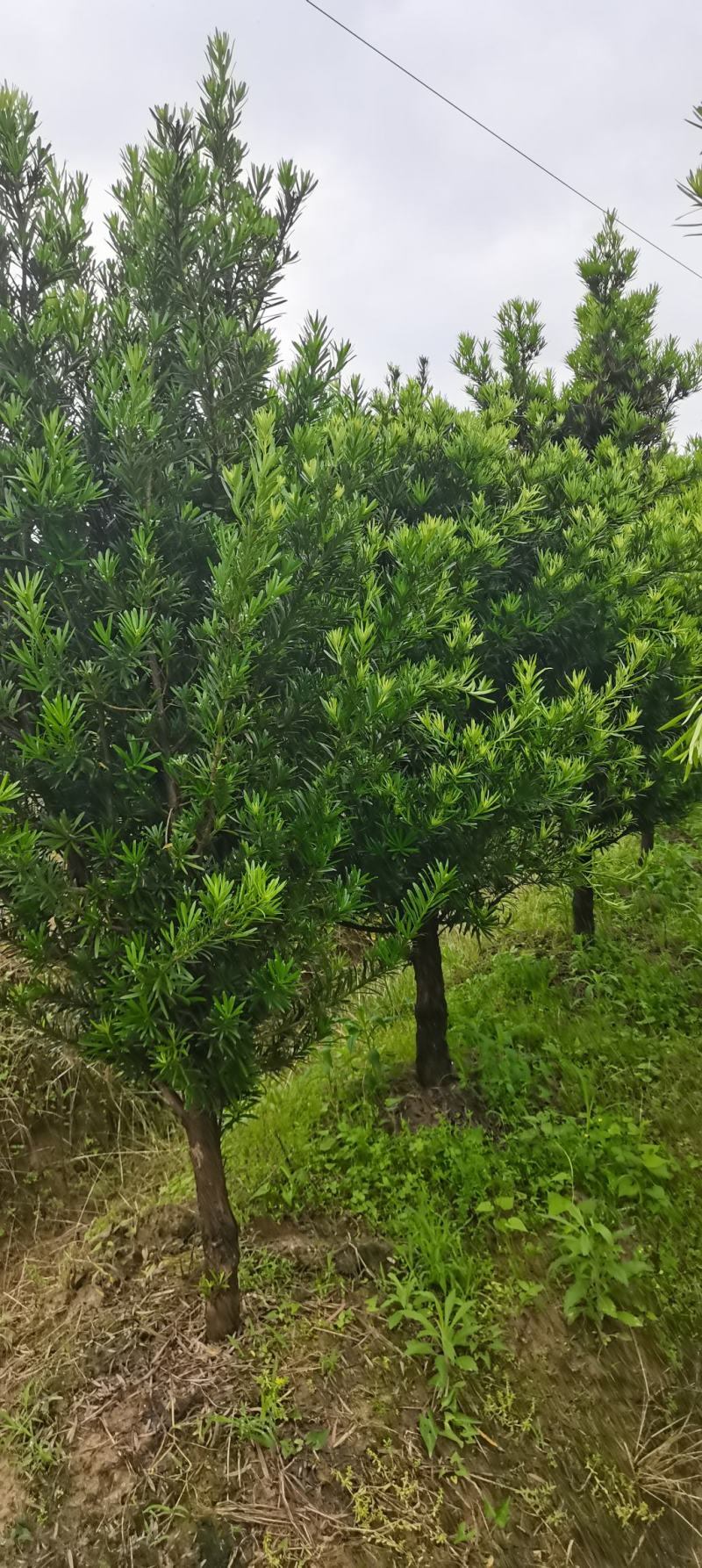 供应10公分罗汉松，江西罗汉松，苗圃直供，走量批发