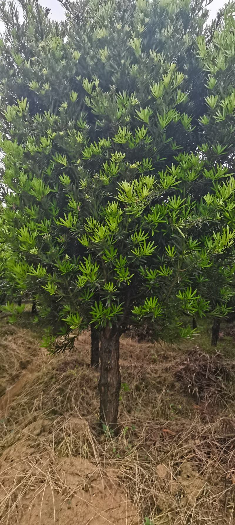 供应10公分罗汉松，江西罗汉松，苗圃直供，走量批发