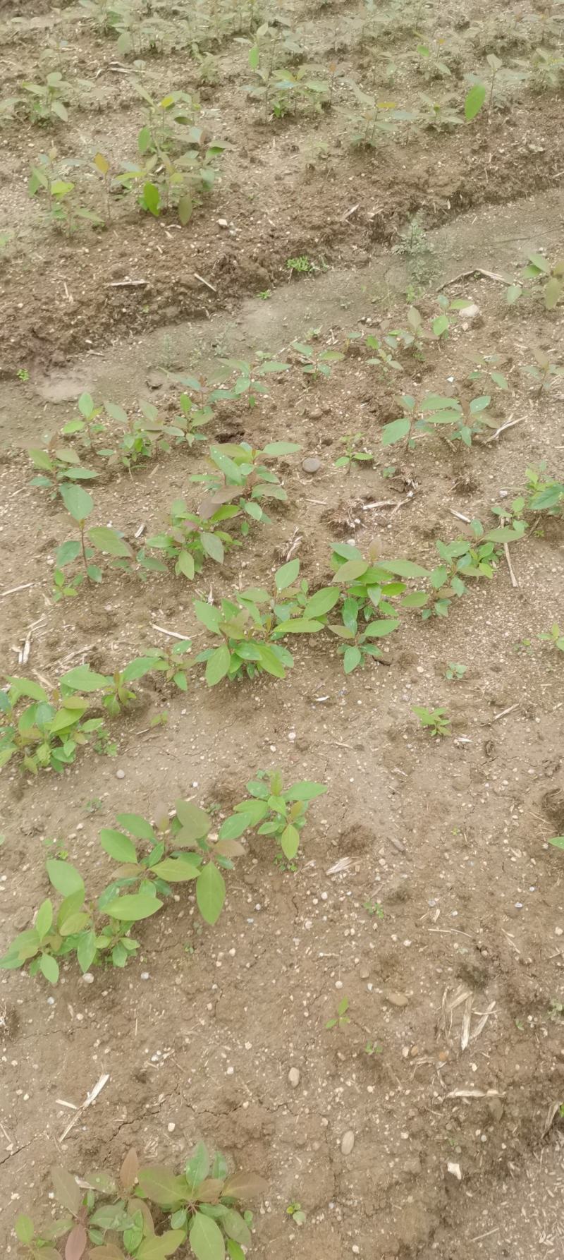 檫木苗，檫木芽苗，一年生檫木，苗圃直供，量大供应