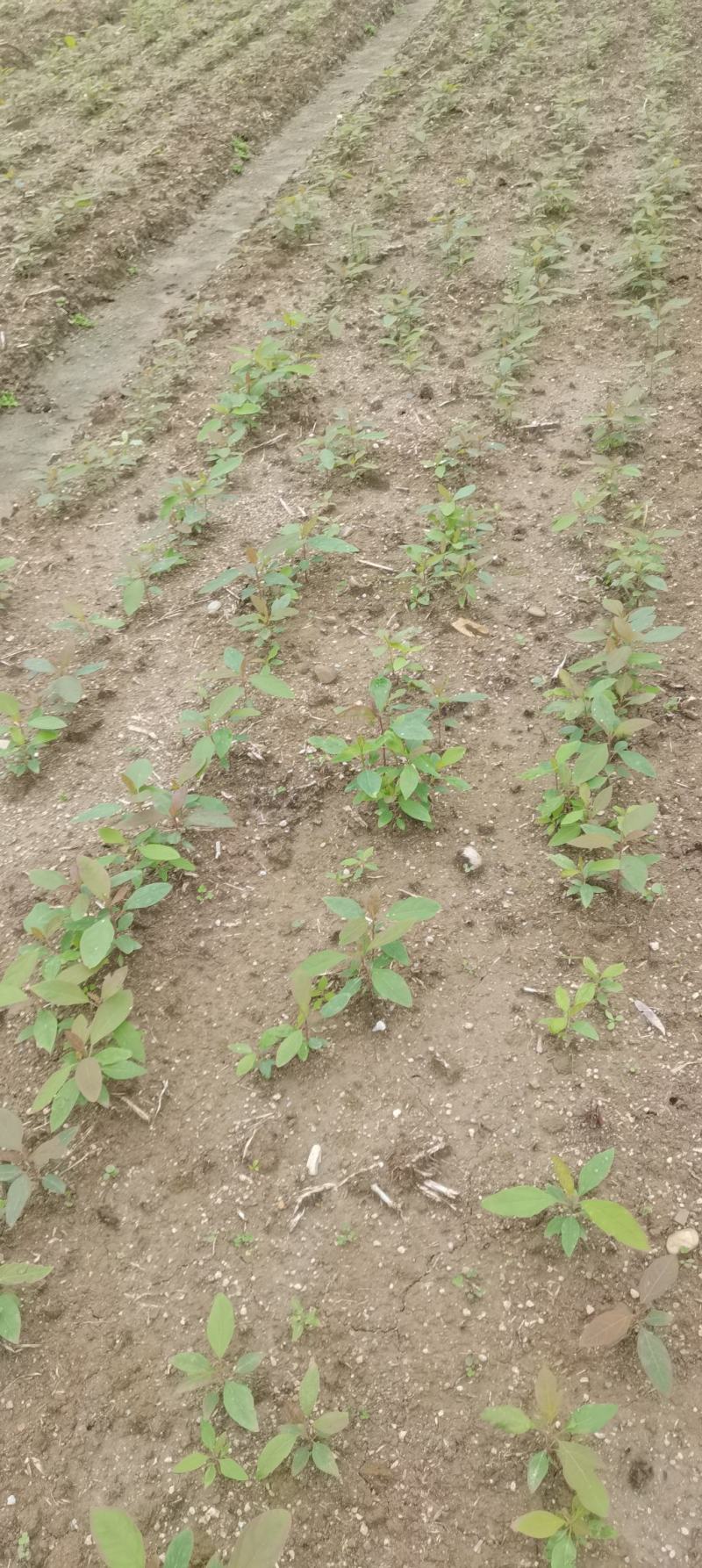 檫木苗，檫木芽苗，一年生檫木，苗圃直供，量大供应