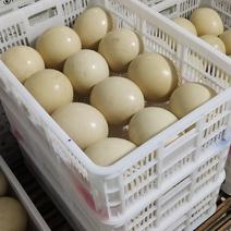 大量鸵鸟蛋现货供应量大中秋馈赠佳品新鲜鸵鸟蛋