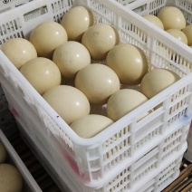 大量鸵鸟蛋现货供应量大优惠中秋馈赠佳品新鲜鸵鸟蛋