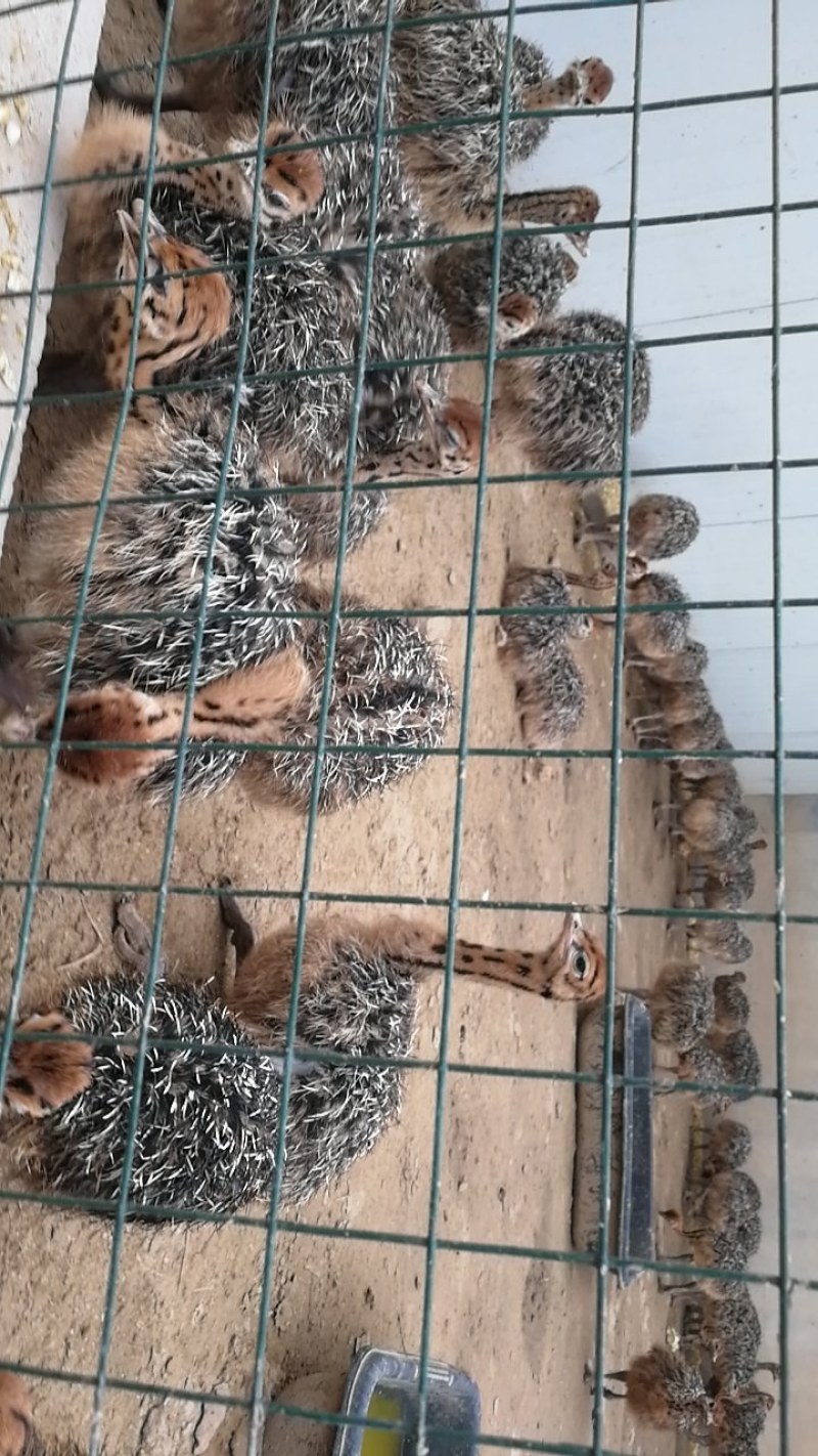 大量鸵鸟蛋现货供应量大优惠中秋馈赠佳品新鲜鸵鸟蛋