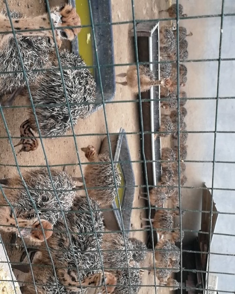 大量鸵鸟蛋现货供应量大优惠中秋馈赠佳品新鲜鸵鸟蛋