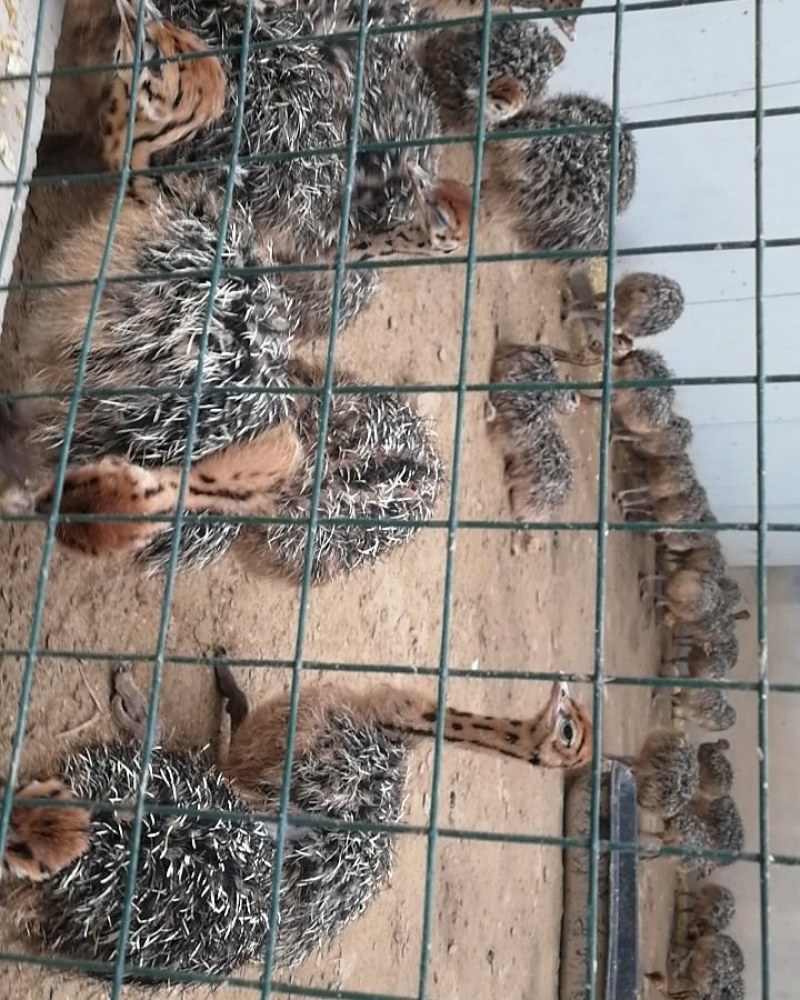大量鸵鸟蛋现货供应量大优惠中秋馈赠佳品新鲜鸵鸟蛋