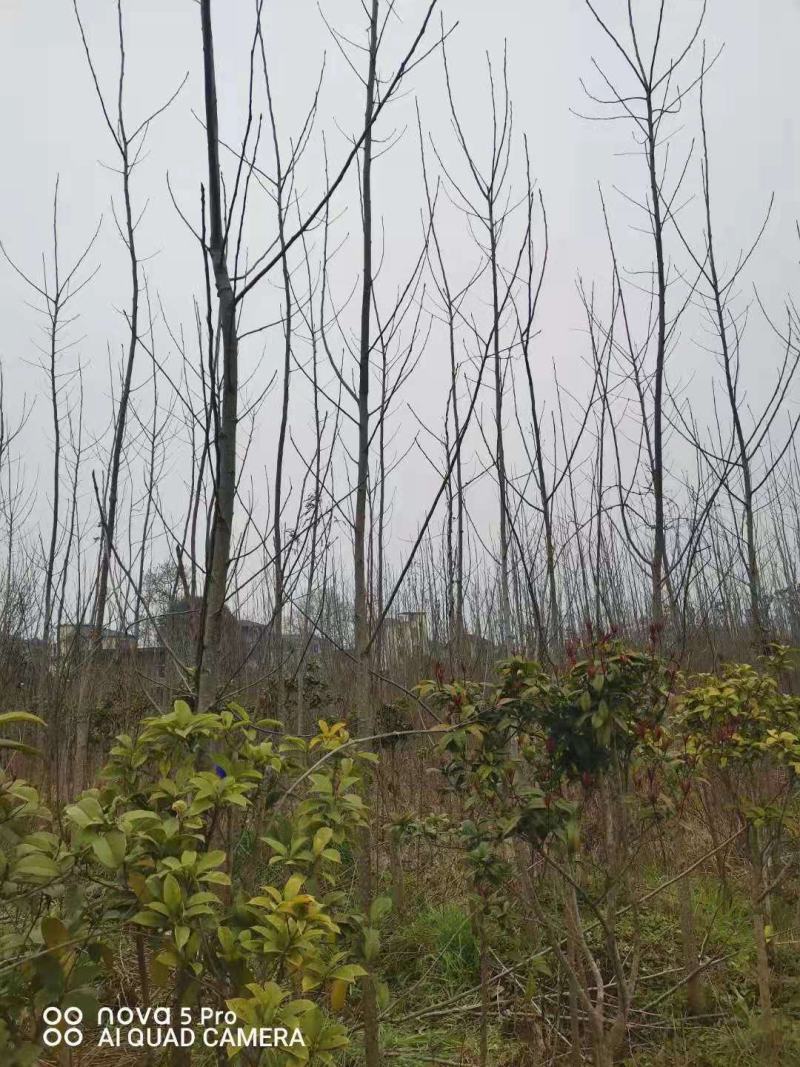 白杨/绿化苗木/乔灌木/杨树/绿化苗木/林木种苗/树苗
