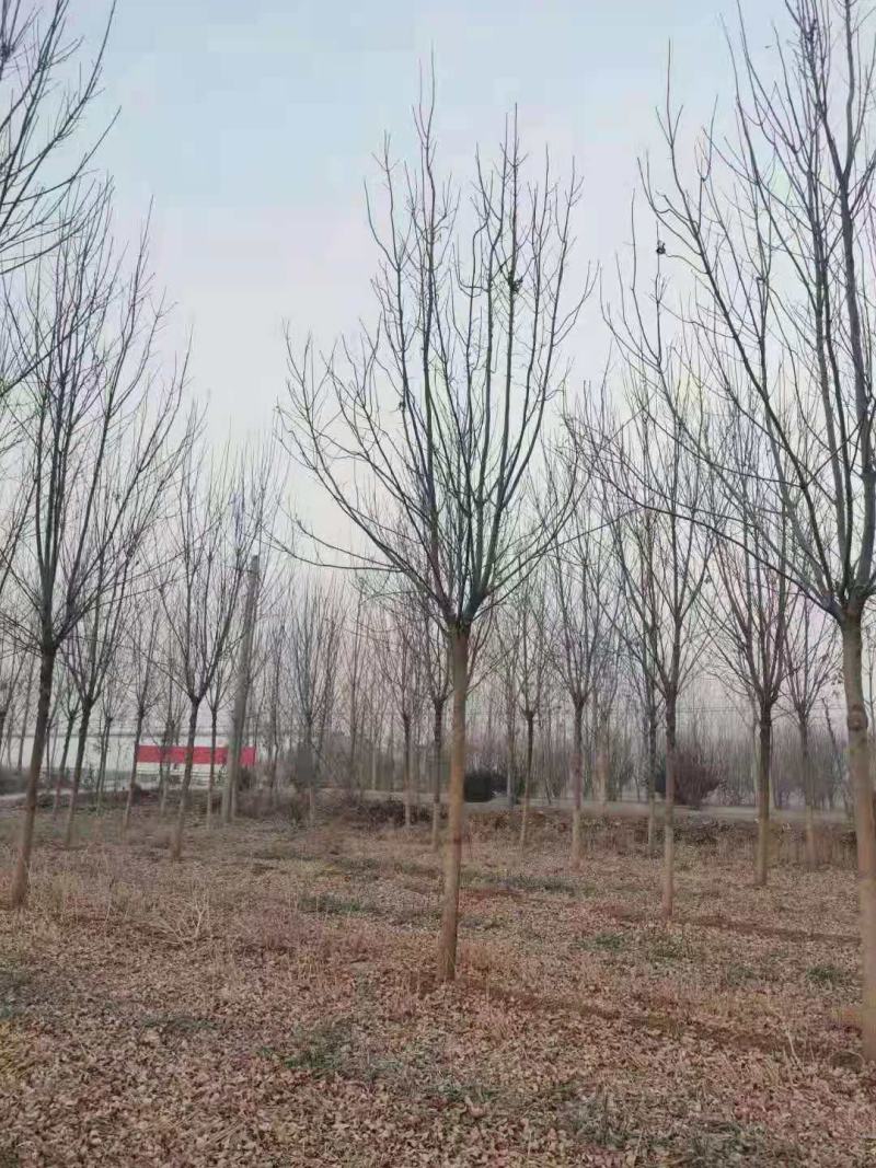 白杨/绿化苗木/乔灌木/杨树/绿化苗木/林木种苗/树苗