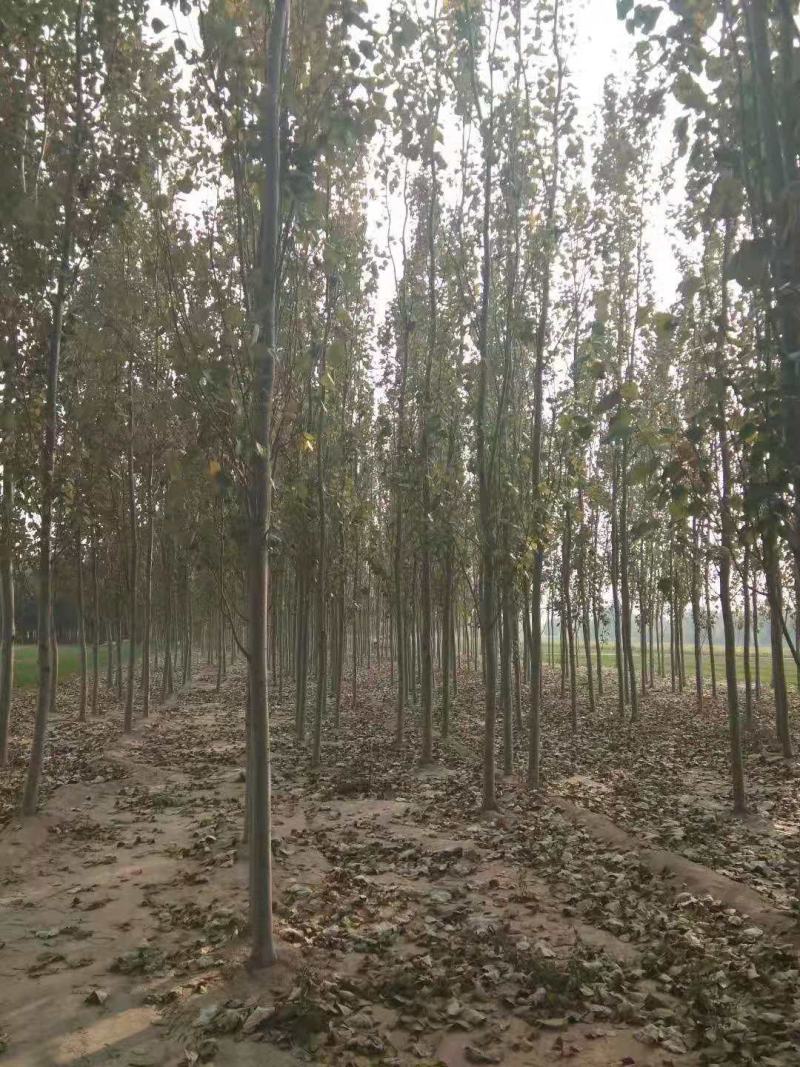 白杨/绿化苗木/乔灌木/杨树/原生态树苗/林木种苗/树苗