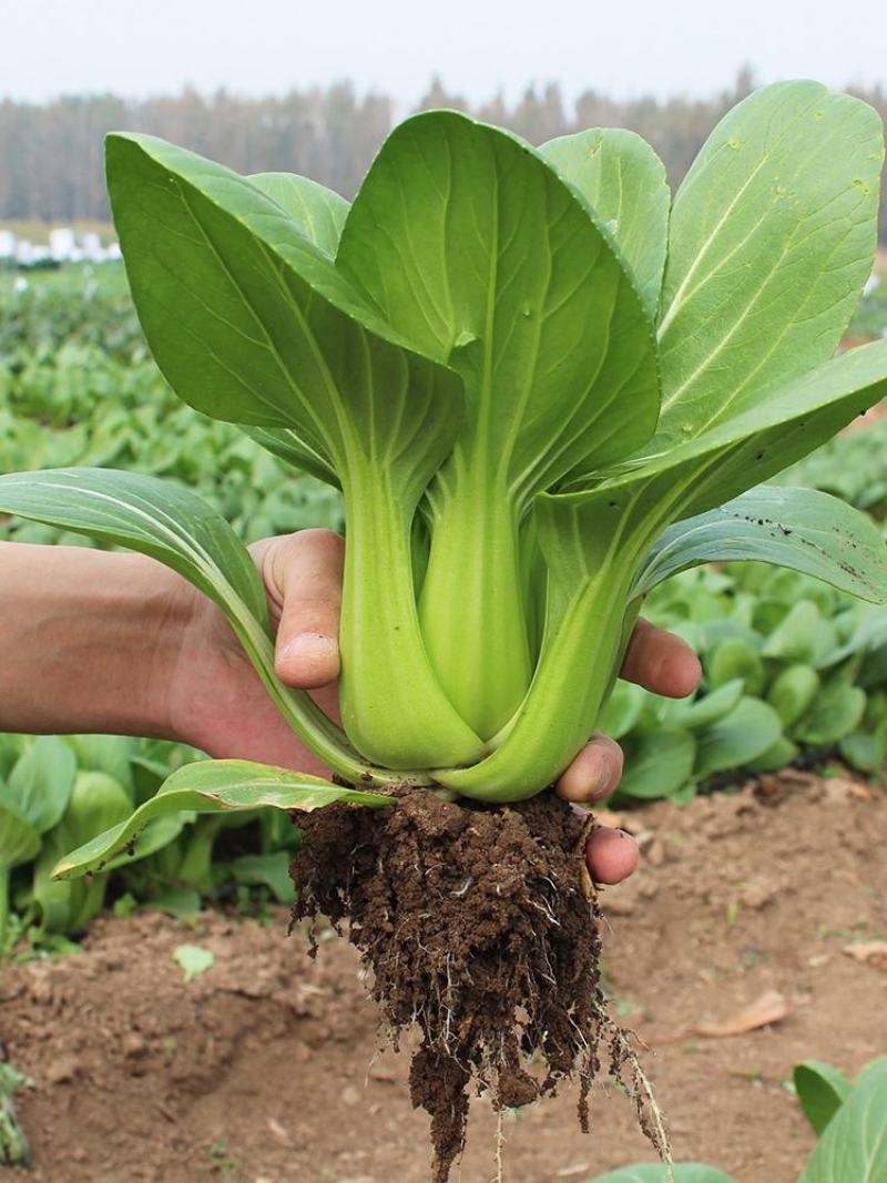 青梗菜种子