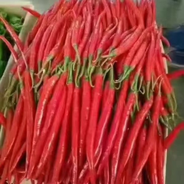 红线椒，红线椒大量上市，要的朋友联系