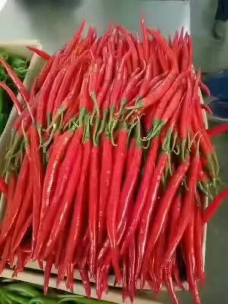 红线椒，红线椒大量上市，要的朋友联系