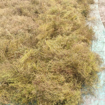 出售防风种子，有要的联系我，