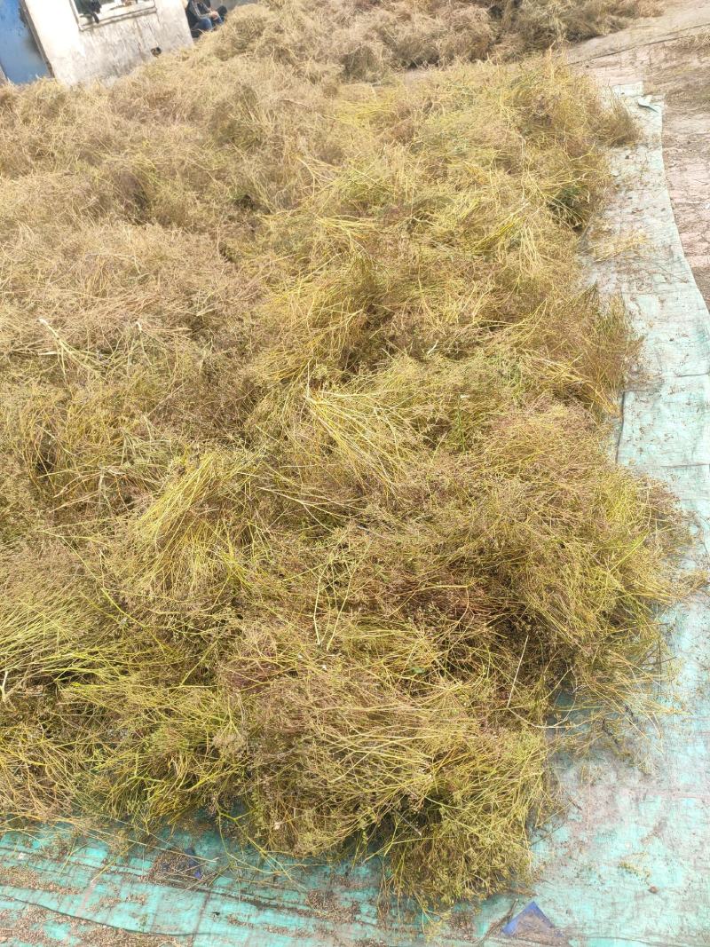 出售防风种子，有要的联系我，
