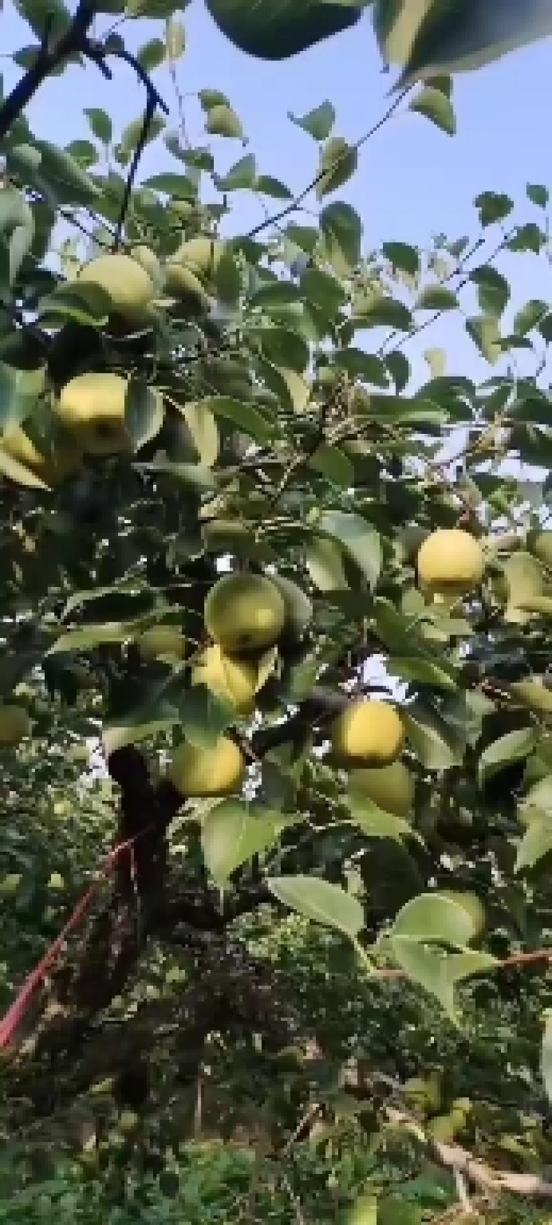 砀山白酥梨上市走起自己管理60年的老树脆甜