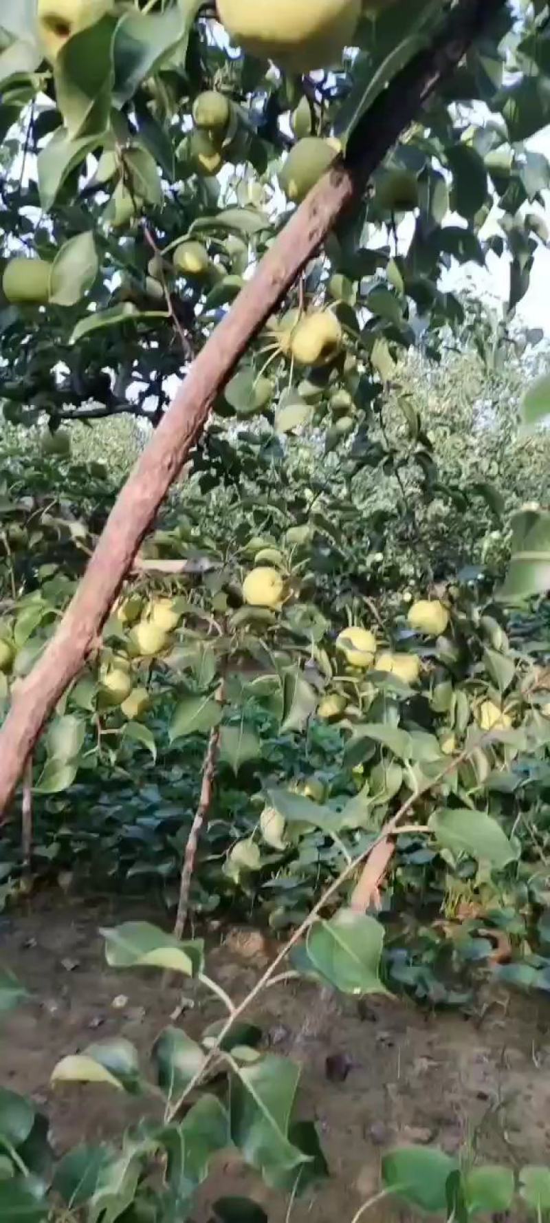 砀山白酥梨上市走起自己管理60年的老树脆甜