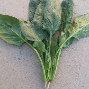 大叶菠菜13321362555需要的联系我