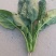 大叶菠菜13321362555需要的联系我