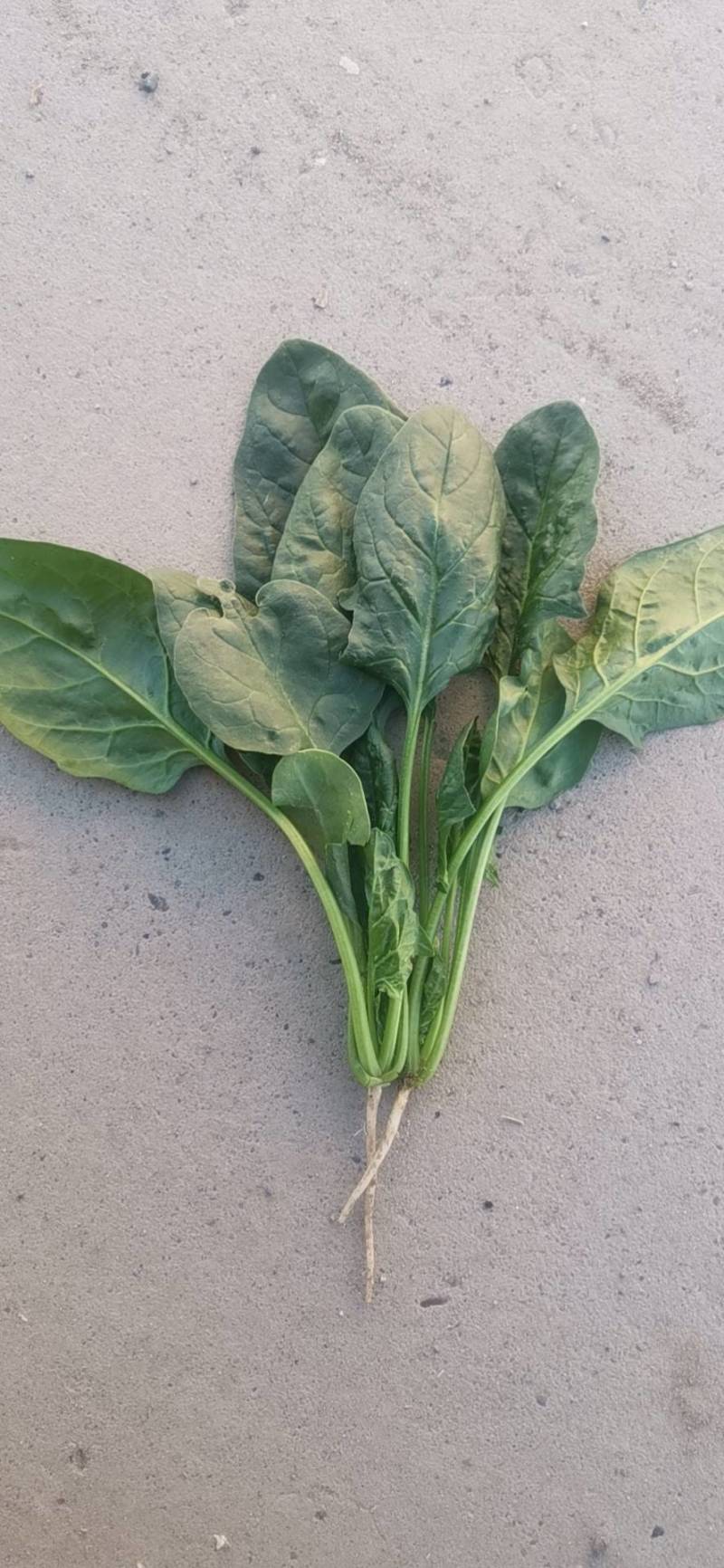 大叶菠菜13321362555需要的联系我